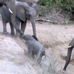 Как слоны помогают детенышу выбраться на высокий берег