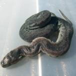 Яванская бородавчатая змея (лат. acrochordus javanicus)