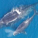 Южные киты спасаются от косаток, переходя на шепот