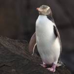 Птицей года в новой зеландии выбрали великолепного пингвина