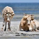 Три коровы, которых «дориан» смыл в океан, обнаружены живыми на барьерных островах