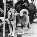 Редкие фотографии хатико, самой верной собаки в мире