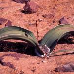 Вельвичия удивительная (лат. welwitschia mirabilis)