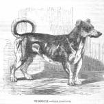 Вертельная собака, или кухонная, или поварская собака (лат. canis vertigus)