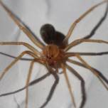 В мексике обнаружен новый паук-отшельник