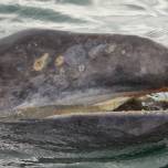 Серый кит (eschrichtius robustus), единственный из всех китов, который питается беспозвоночными