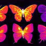 Как бабочки спасают свои крылья от перегрева