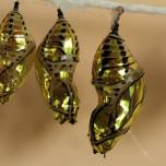 "Золотые" куколки южноамериканской бабочки mechanitis polymnia