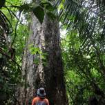 Стволы тропических деревьев помогут в изучении человеческой истории
