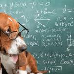 10 интересных фактов об интеллекте собак