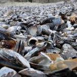 На побережье новой зеландии выбросило тысячи заживо сварившихся моллюсков
