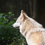 Гималайские волки признаны уникальным видом