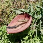 Аронник «мертвая лошадь» (лат. нelicodiceros muscivorus)
