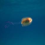 Живая рыба внутри медузы