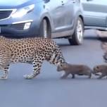 Как самка леопарда учит детенышей переходить дорогу