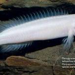 Слепые рыбы из реки конго