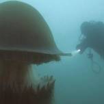 В яде гигантской медузы нашли свыше 200 токсинов