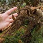 Терафоза блонда (theraphosa blondi) - крупнейший в мире паук