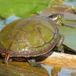 Зачем черепахи дышат задом