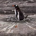 Какое давление в кишке пингвина
