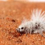 Зачем пустынному бархатному муравью белый пух