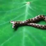 В индии нашли ядовитую двухголовую змею