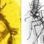 Ученые нашли в янтаре древнего «адского» муравья, пожирающего добычу