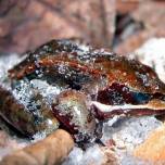 Аляскинская лесная лягушка (лат. rana sylvatica)