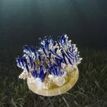 Перевернутые медузы (англ. upside-down jellyfish)
