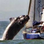 Забавы гигантов: почему южные киты «прыгают» на яхты