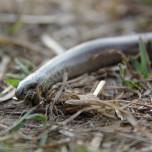 Веретеница ломкая ( лат. anguis fragilis) - ящерица, похожая на змею