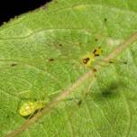 Theridion grallator – паук со смайликом