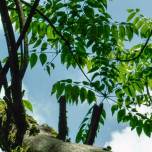 Лаковое дерево (лат. toxicodendron vernicifluum)