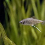 Микрофишинг – когда самая маленькая рыбка становится большим уловом