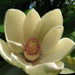 Магнолия лекарственная (лат. magnolia officinalis)