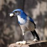 Голубая кустарниковая сойка - эндемик флориды (сша)