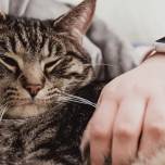 Почему коты любят спать на человеке