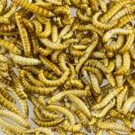Ес признал мучных червей пригодными для употребления в пищу