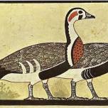 Новый вид гусей определили по росписи в древнеегипетской гробнице