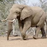 Мсоп признал африканских слонов двумя разными видами