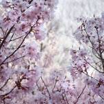 В японии наступил самый ранний сезон цветения сакуры за последние 1200 лет