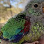 Ученые заметили необычное поведение у австралийских птиц
