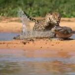 Крокодил испортил водопой гепарду и попал на видео