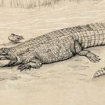 В австралии нашли крупнейшего в истории континента крокодила