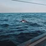 Нападение 30 китов-убийц на яхту сняли на видео