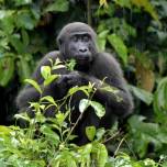 Ученые впервые зафиксировали убийства горилл группой шимпанзе