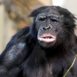 У бонобо и шимпанзе обнаружили приветствия и прощания