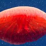 Ученые обнаружили ранее неизвестную ярко-красную медузу
