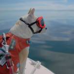 Как собака помогает изучать косаток в морских экспедициях
