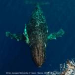 Как самку горбатого кита спасали от мусорного плена